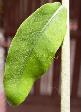  Leaf-Adaxial view